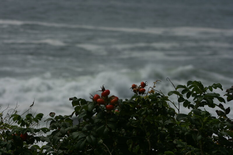 Red berries by the ocean