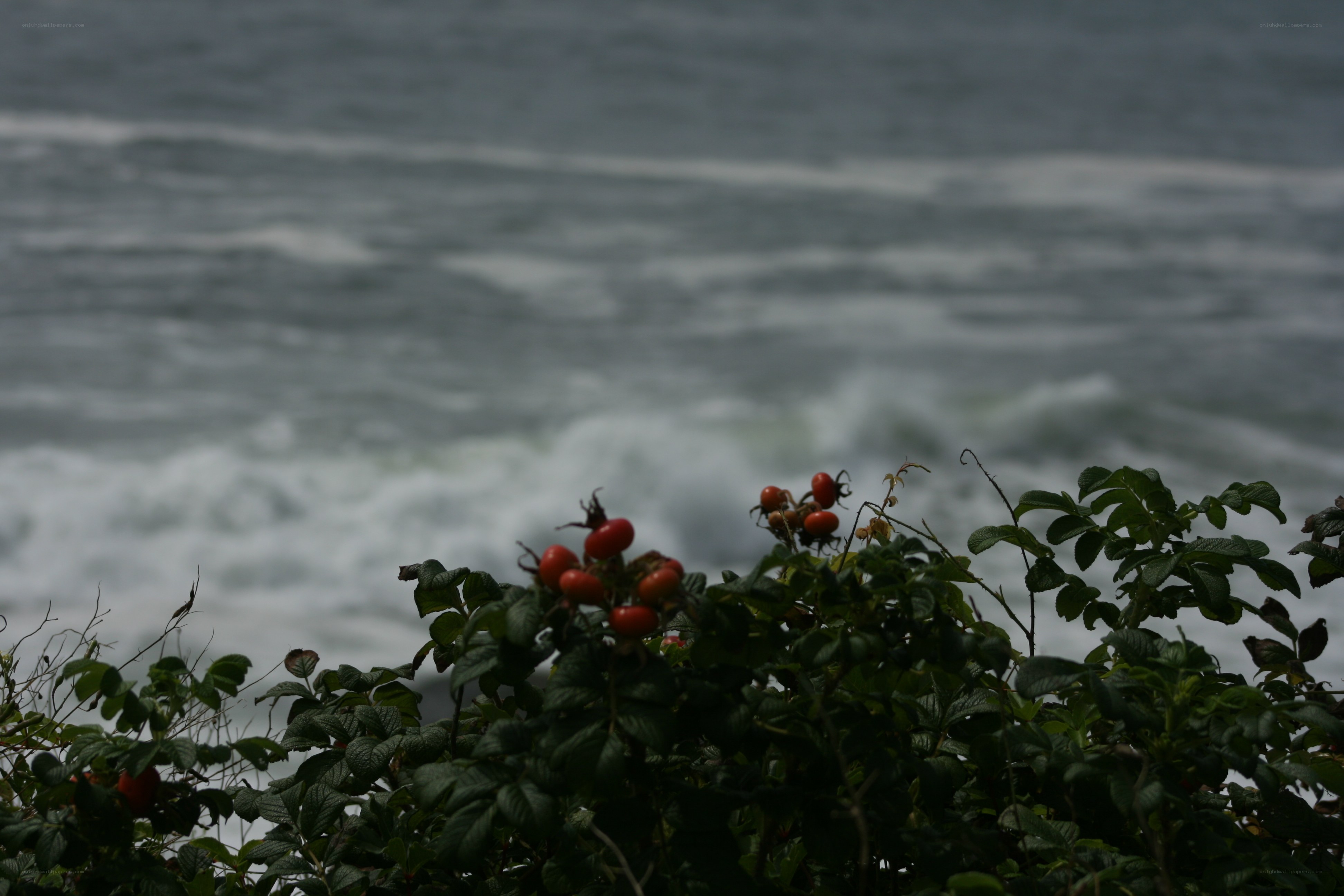 Red berries by the ocean