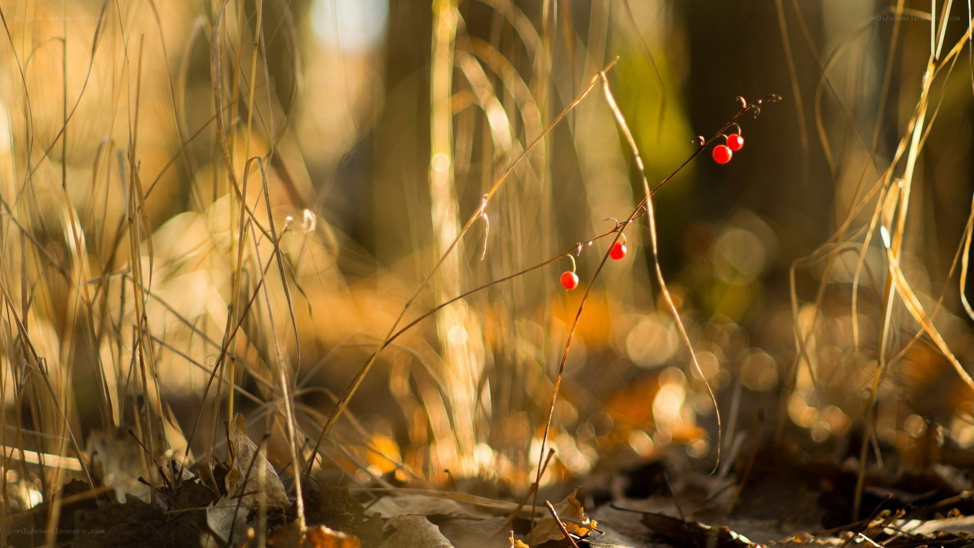 Red berries in autumn grass
