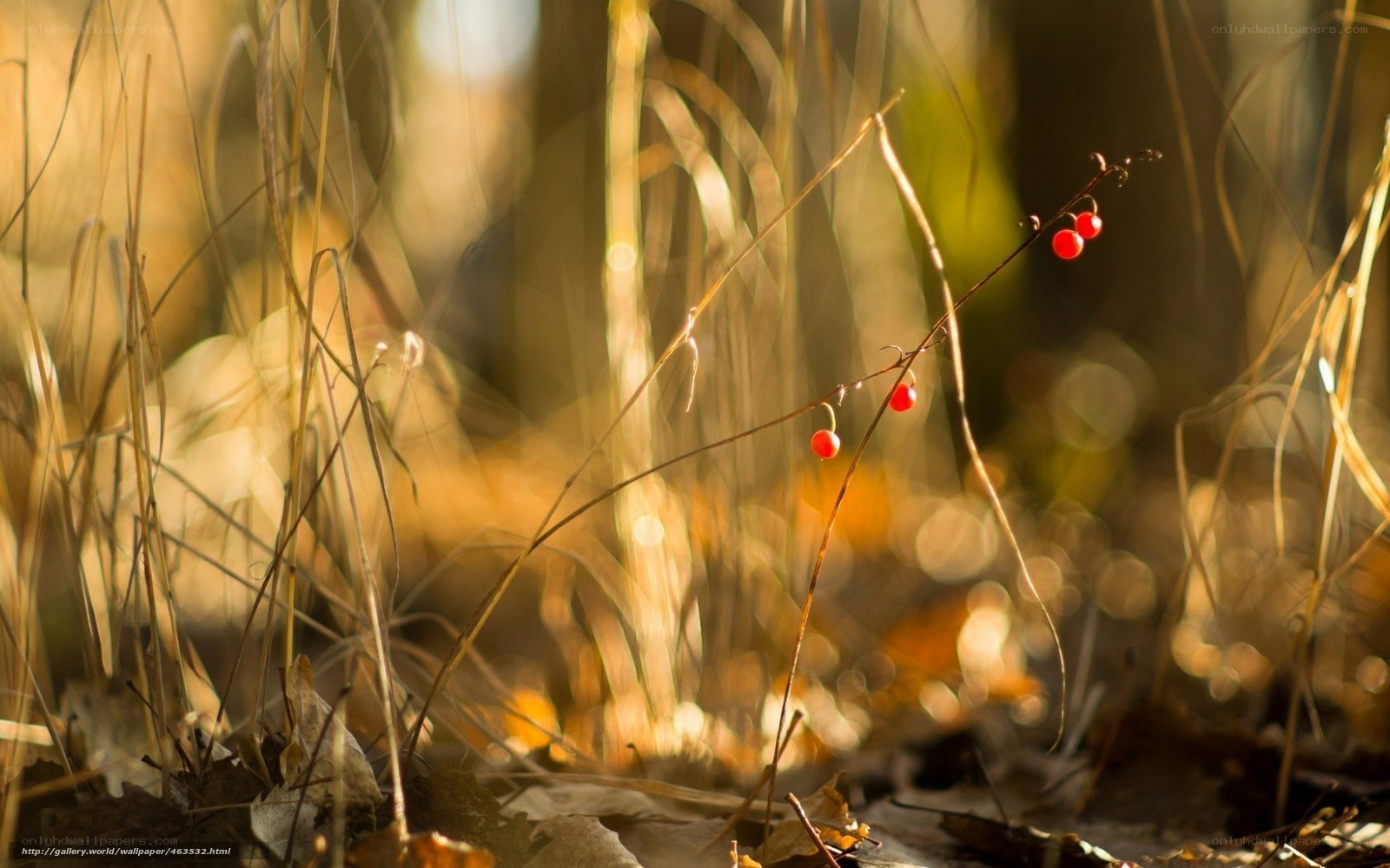 Red berries in autumn grass