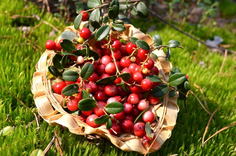 Red Berries in Basket — Green