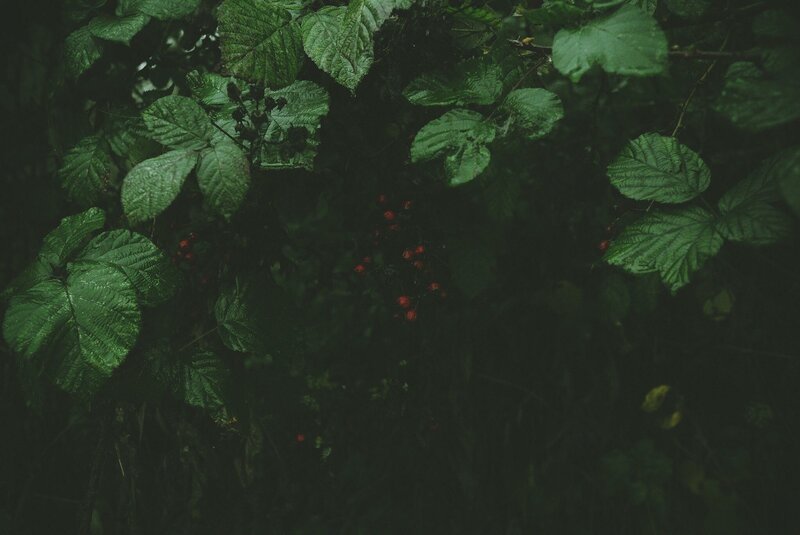 Red Berries in Foliage