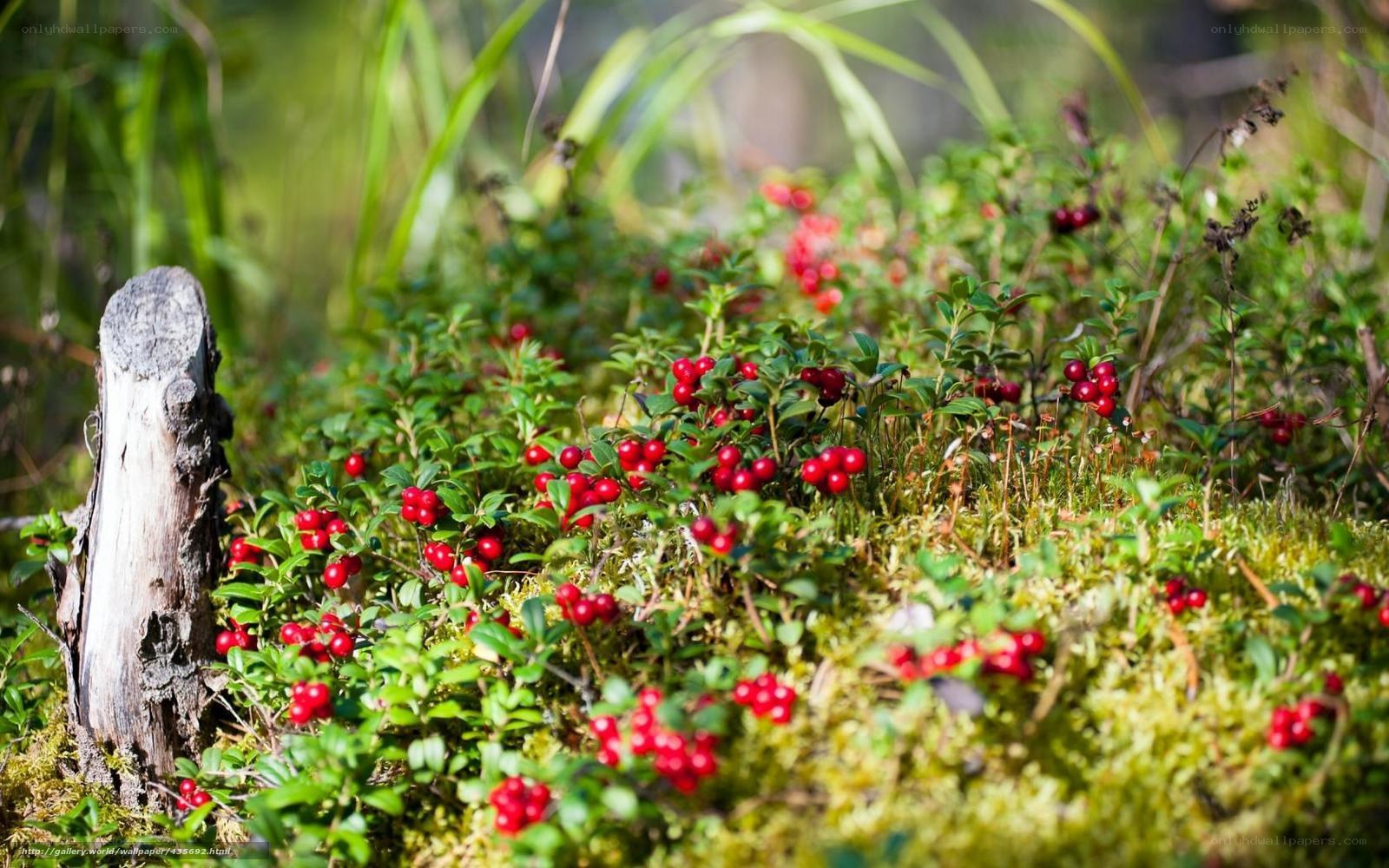 Red berries in forest moss