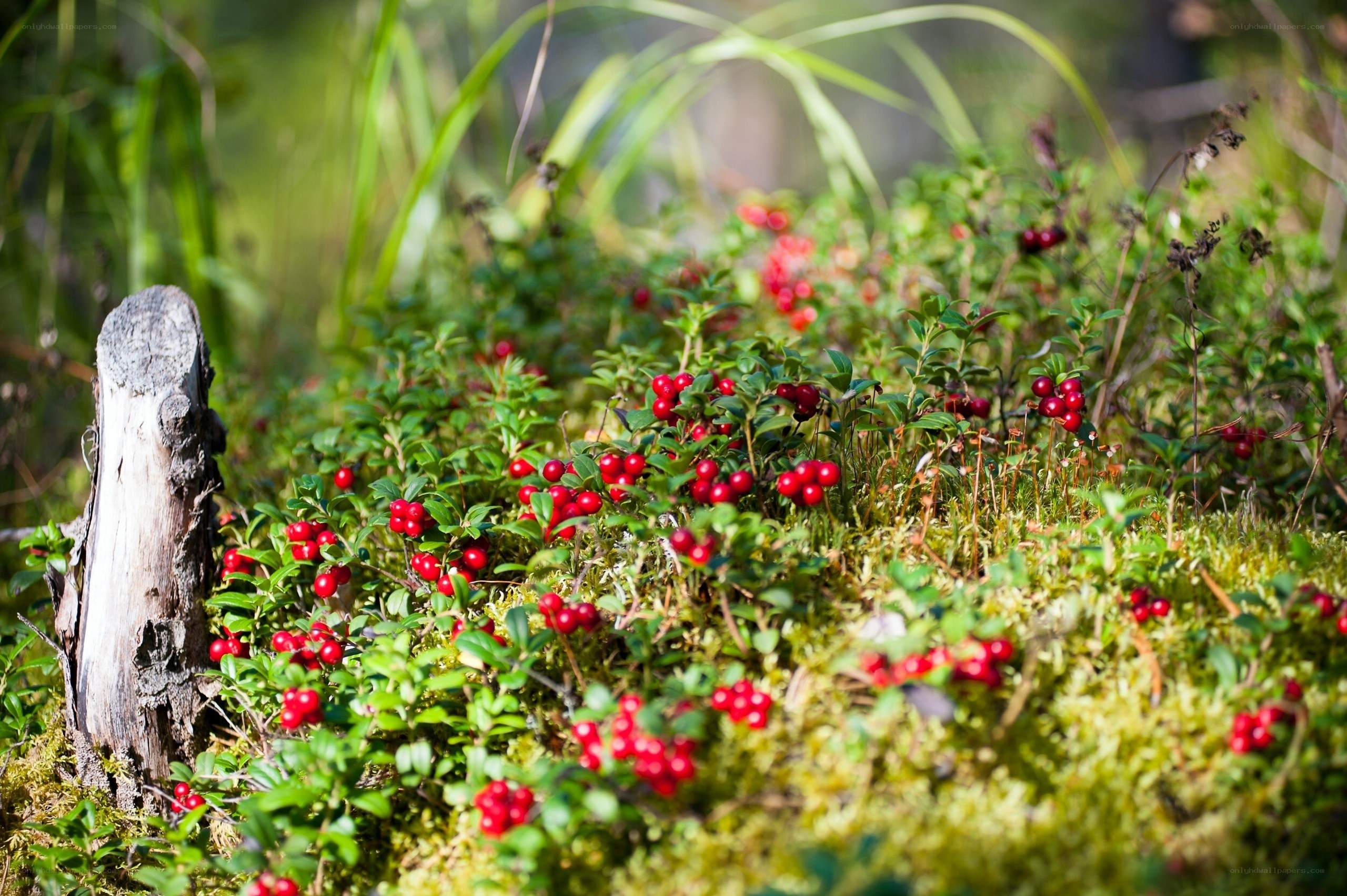 Red berries in forest moss