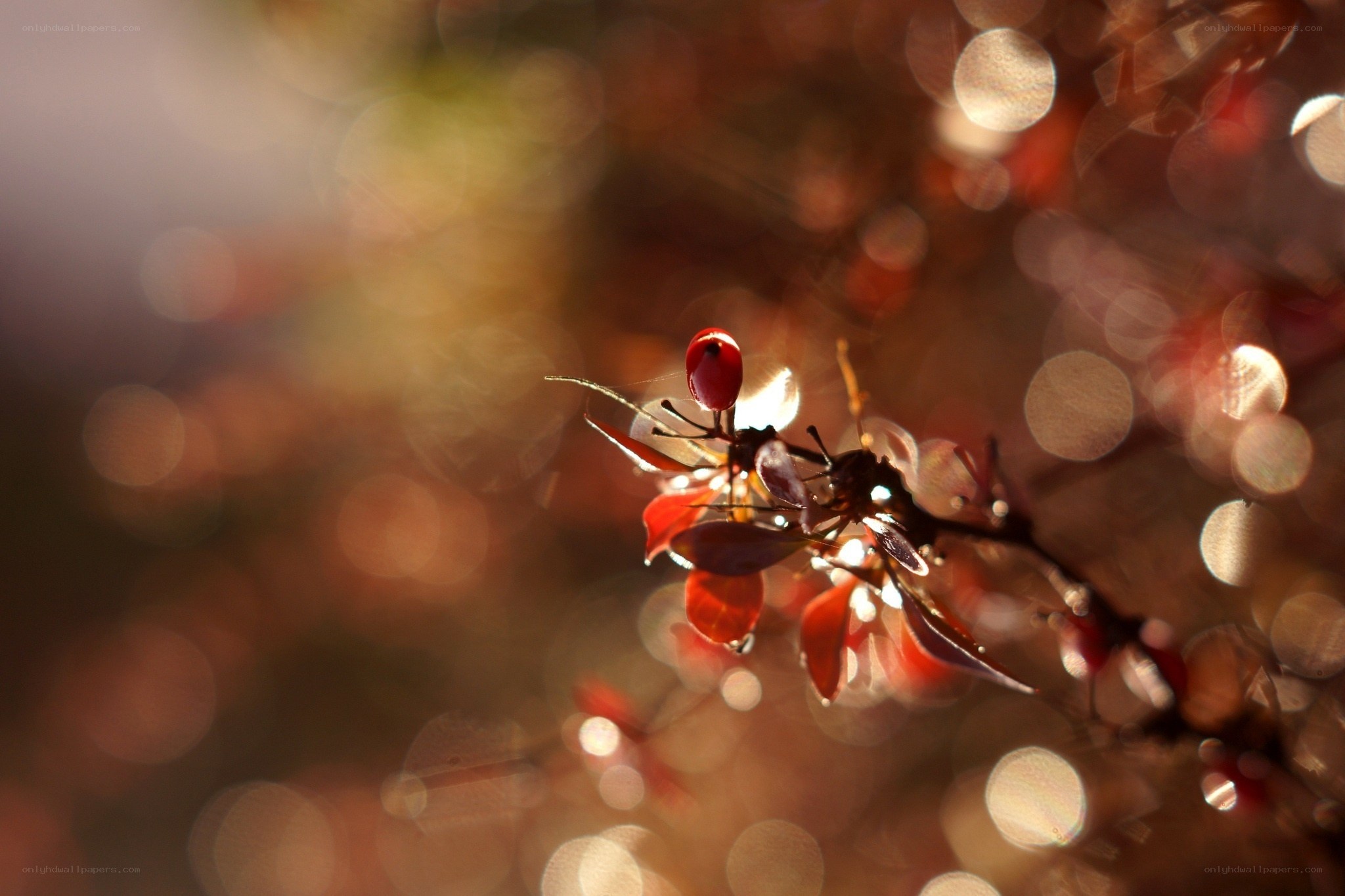 Red berries in golden light