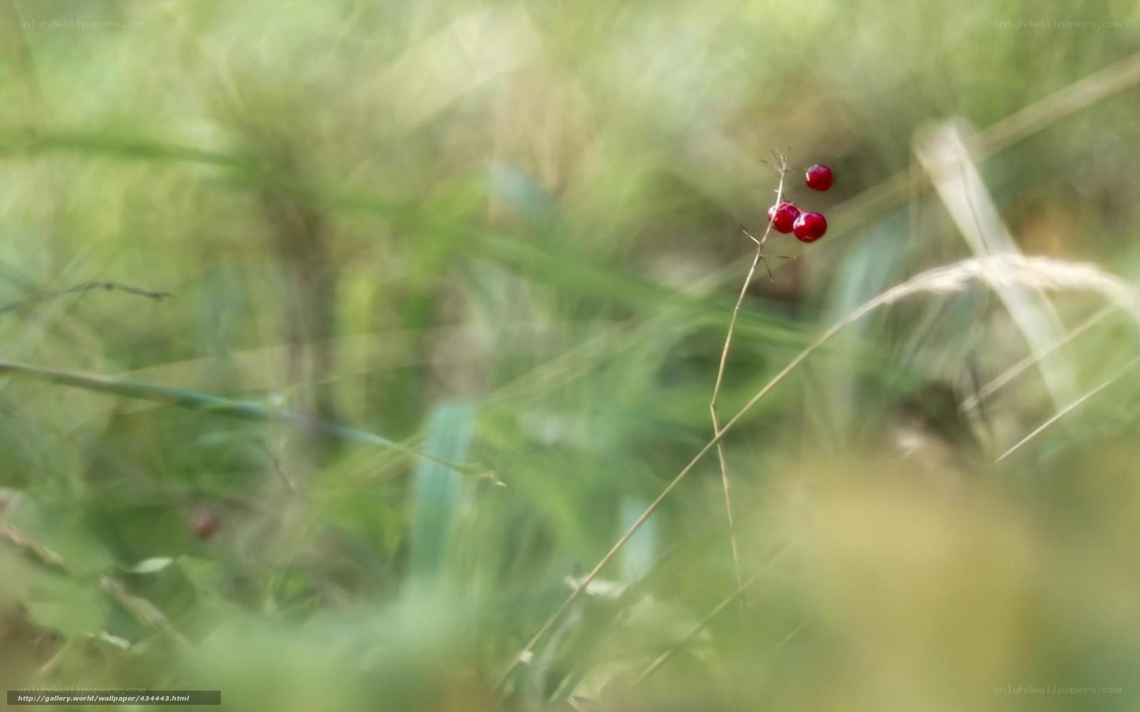 Red berries in grass