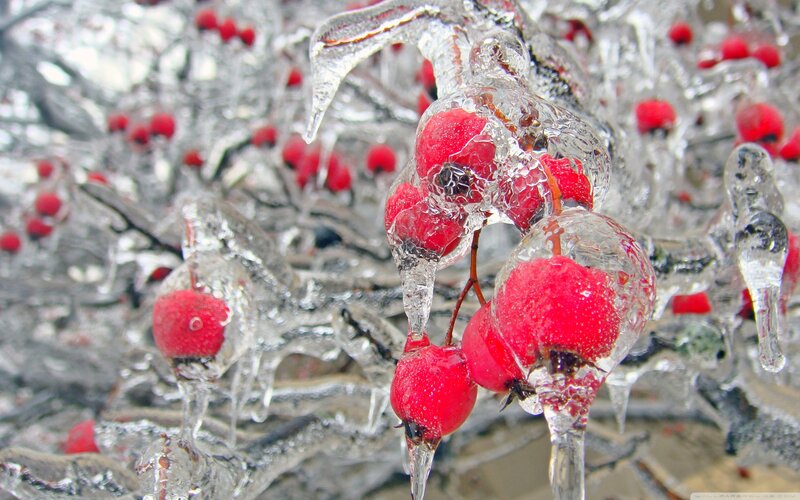 Red Berries in Ice — Cold