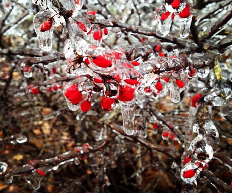 Red Berries in Ice — Cold, Winter