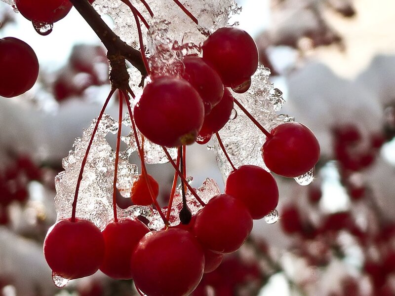 Red Berries in Ice