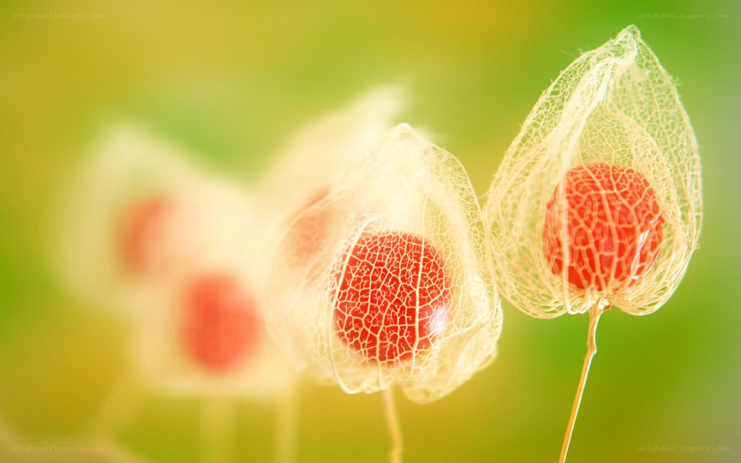 Red berries in papery husks