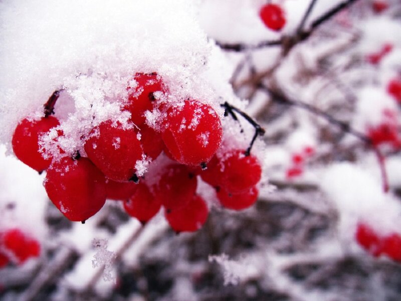 Red Berries in Snow — Calm