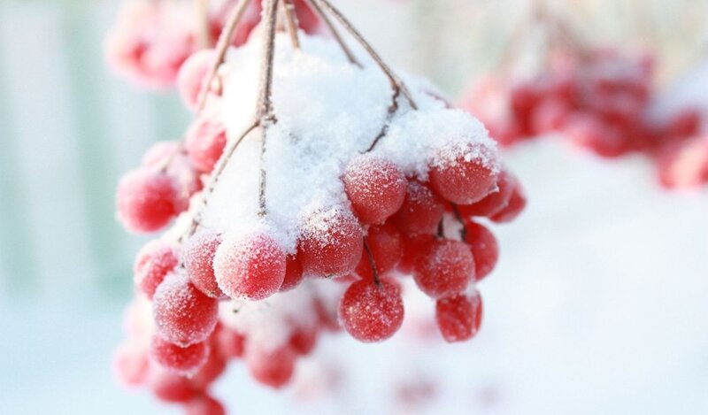 Red Berries in Snow — Calm, Winter, Photograph, Branch