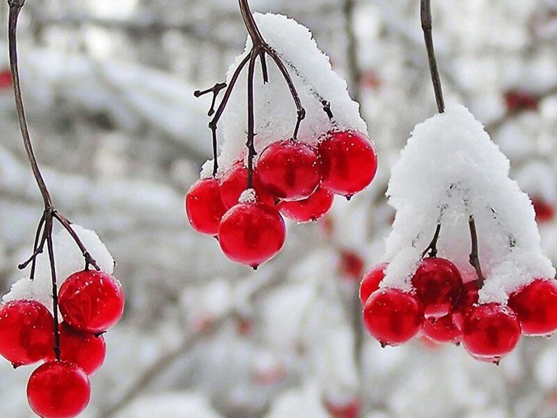 Red Berries in Snow — Calm, Winter, Photograph, Branches
