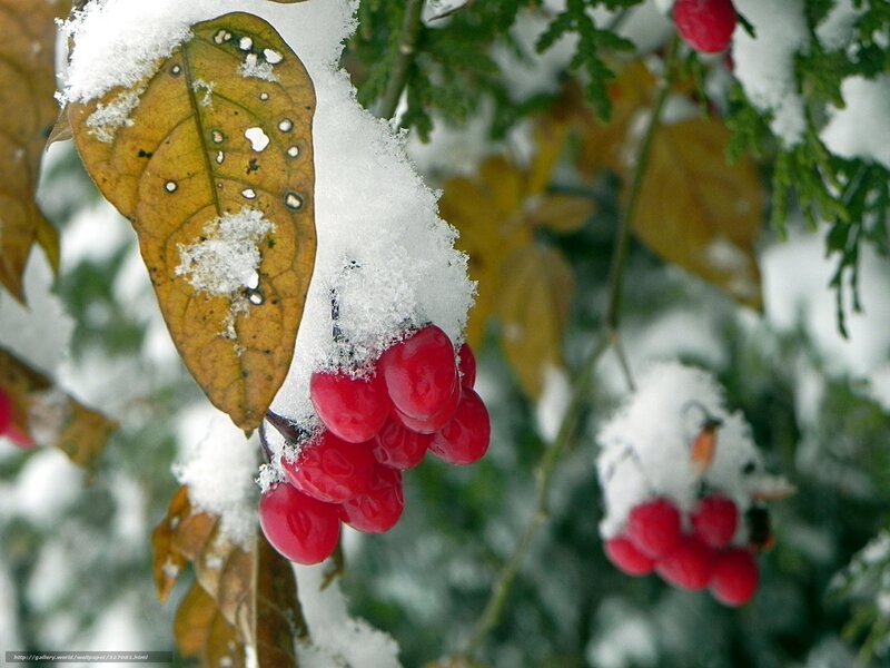 Red Berries in Snow — Calm, Winter, Photograph, Leaf