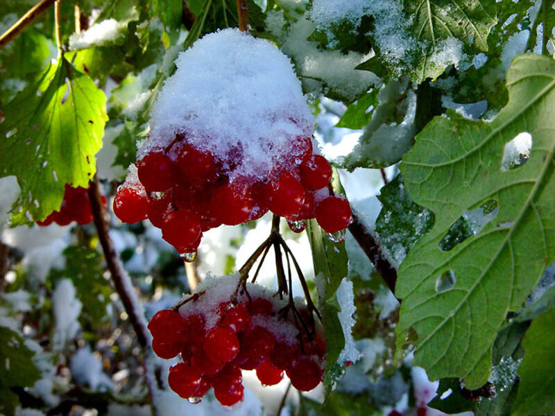 Red Berries in Snow — Calm, Winter, Photograph
