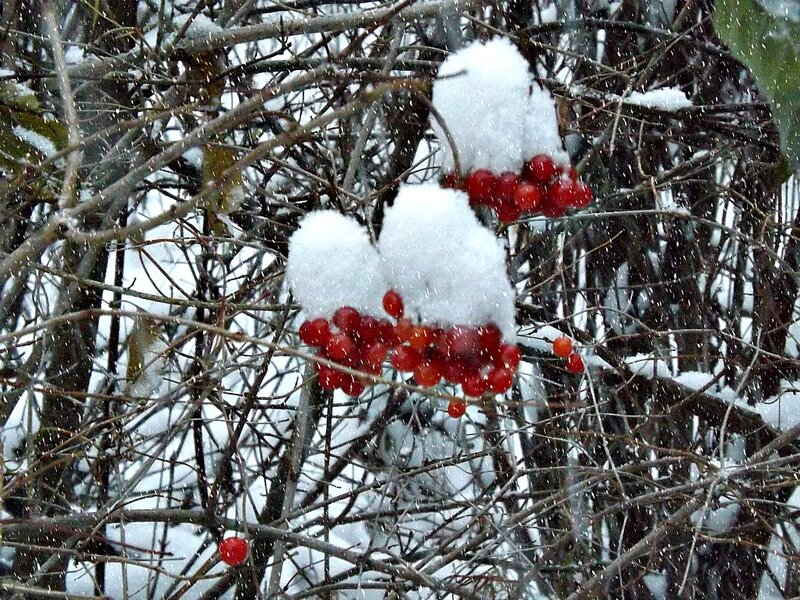 Red Berries in Snow — Calm, Winter