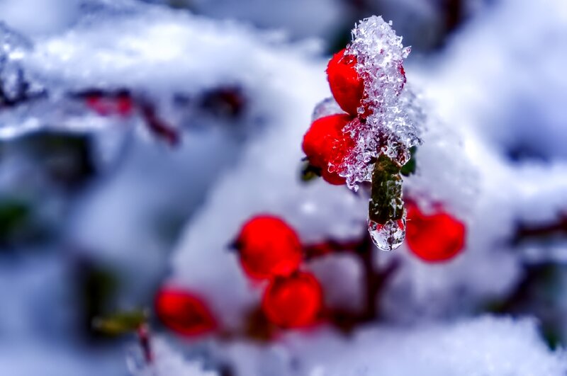 Red Berries in Snow — Cold