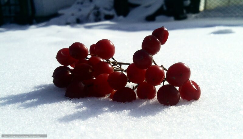 Red Berries in Snow — Serene