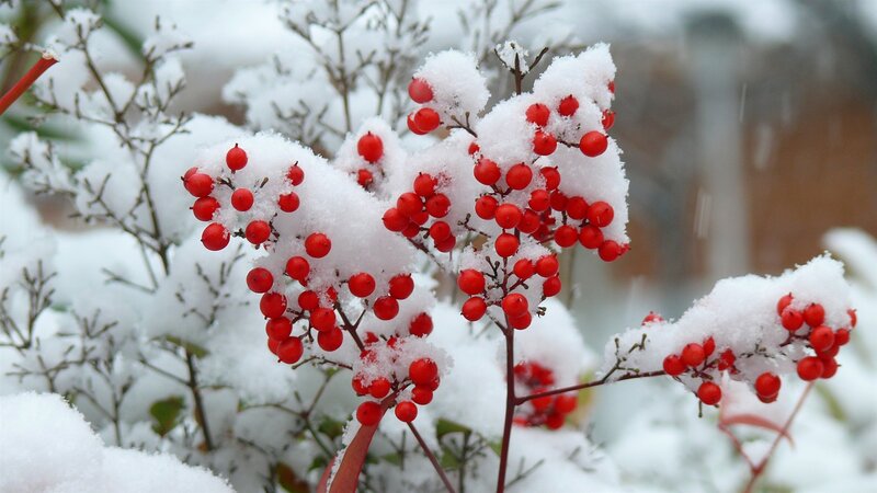 Red Berries in Snow — White, Calm
