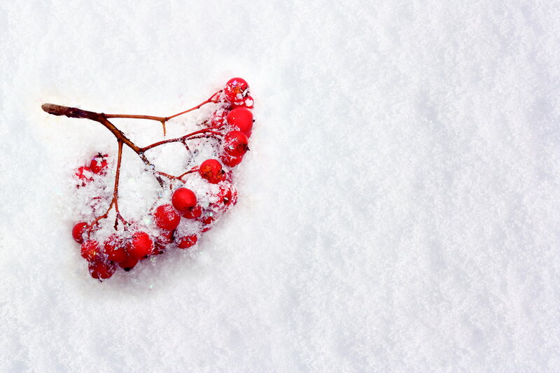 Red Berries in Snow — White