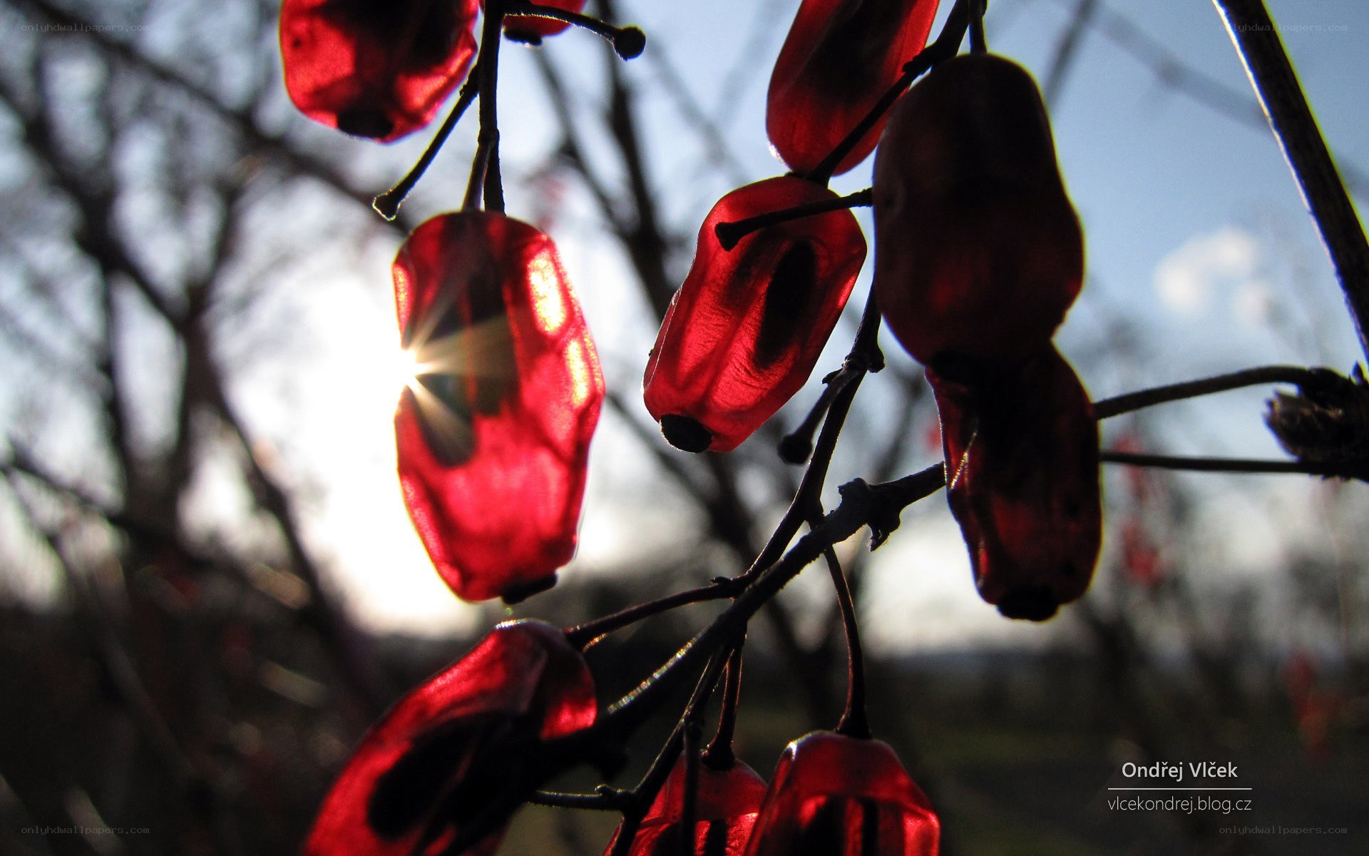 Red berries in sunlight