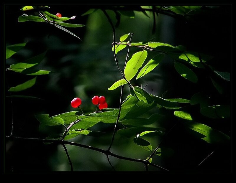 Red berries in sunlit foliage