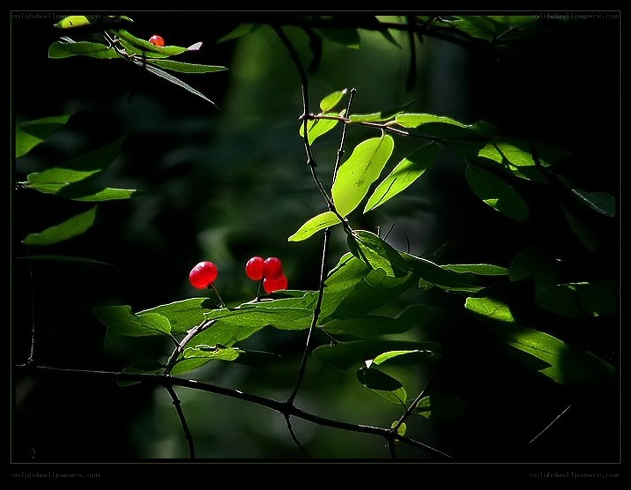 Red berries in sunlit foliage