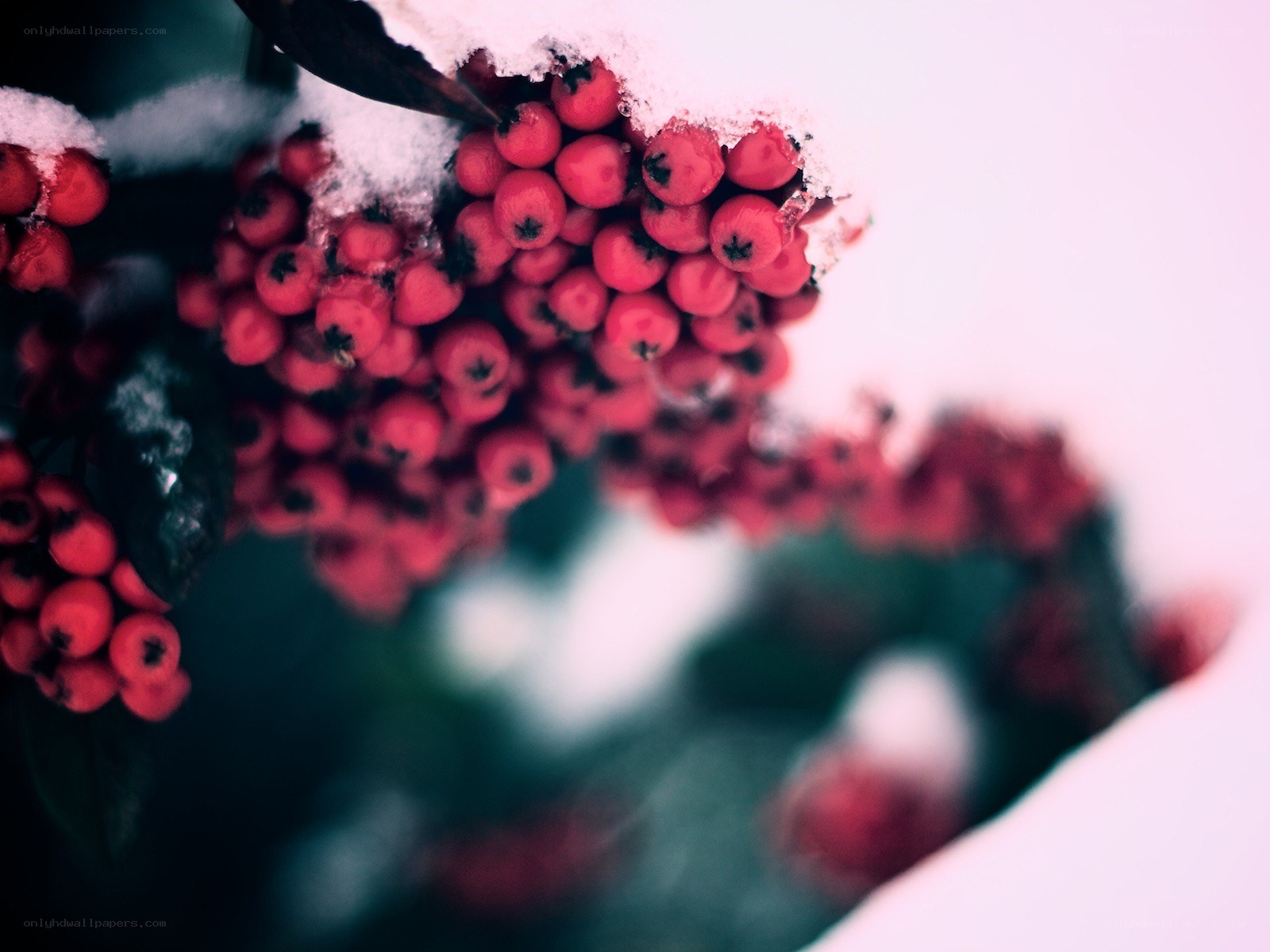 Red berries in the snow