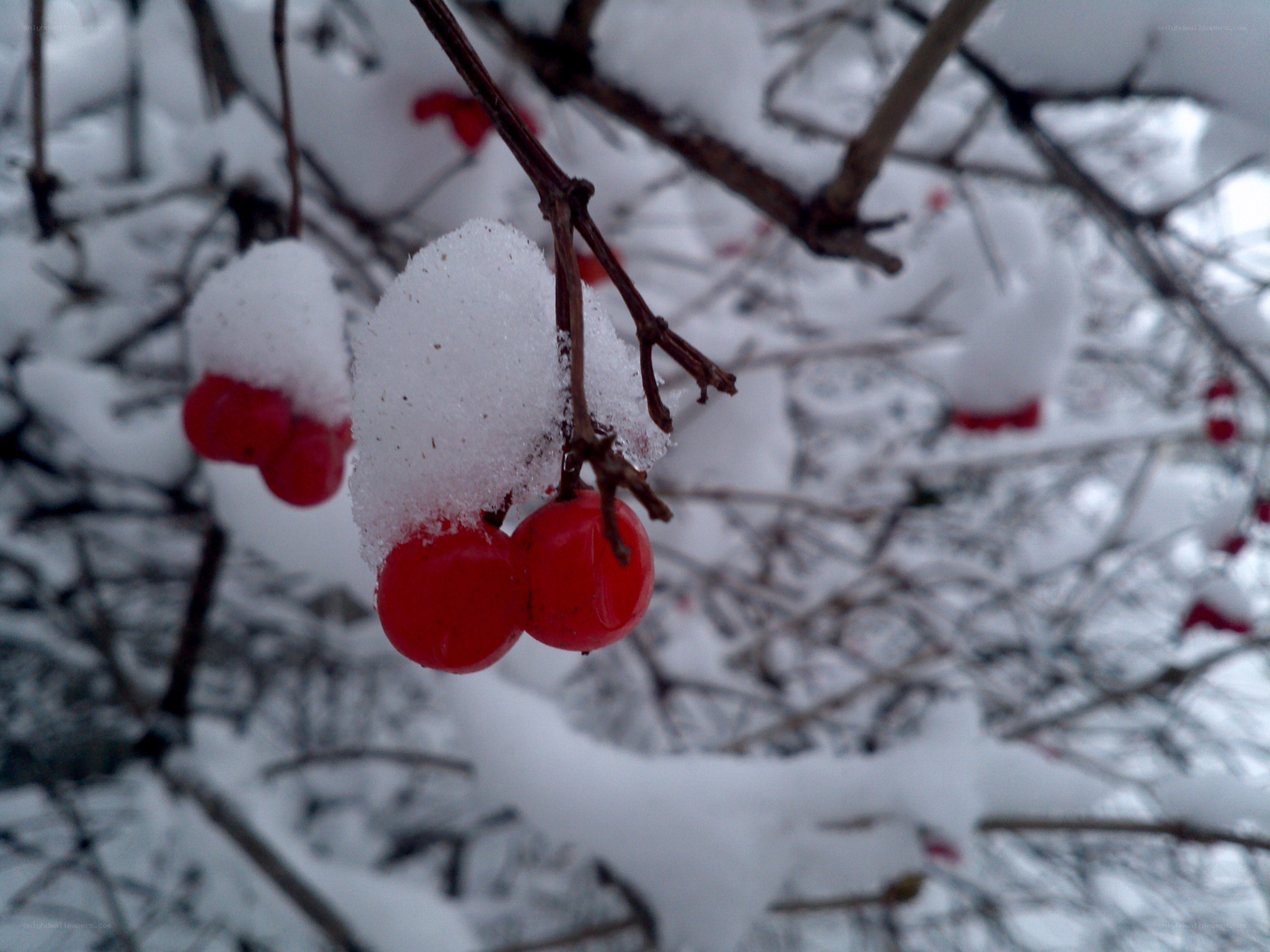Red berries in the snow