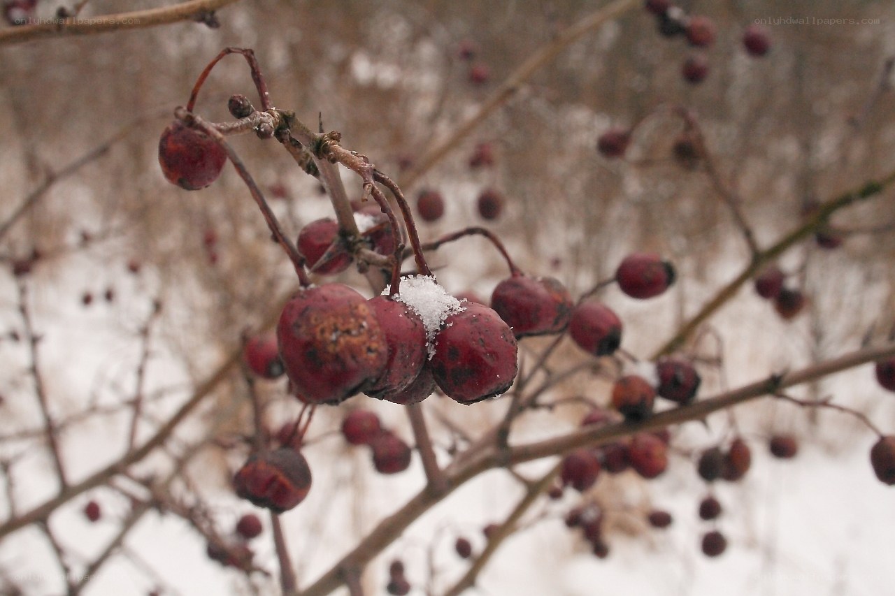 Red berries in winter snow