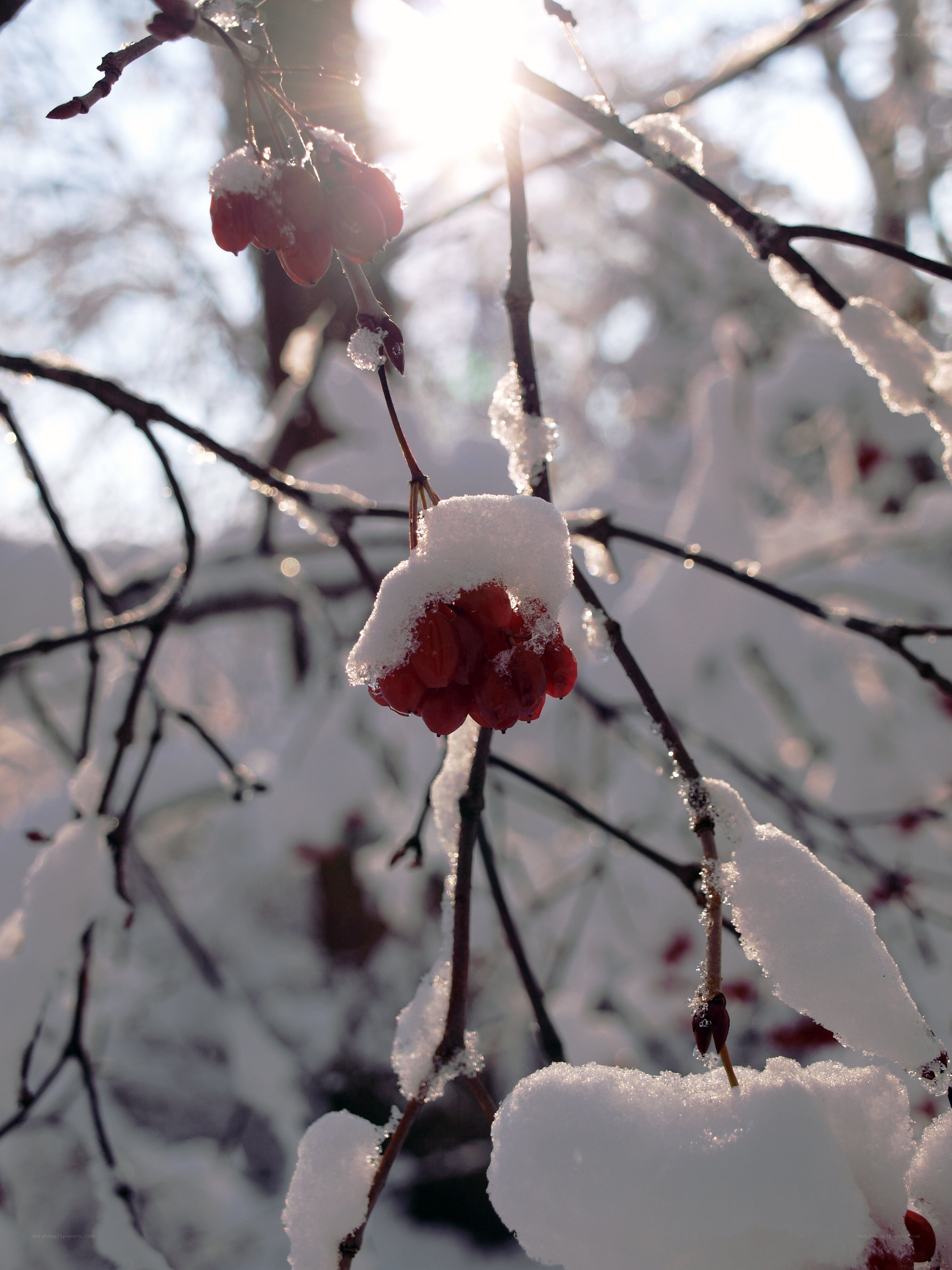 Red berries in winter snow