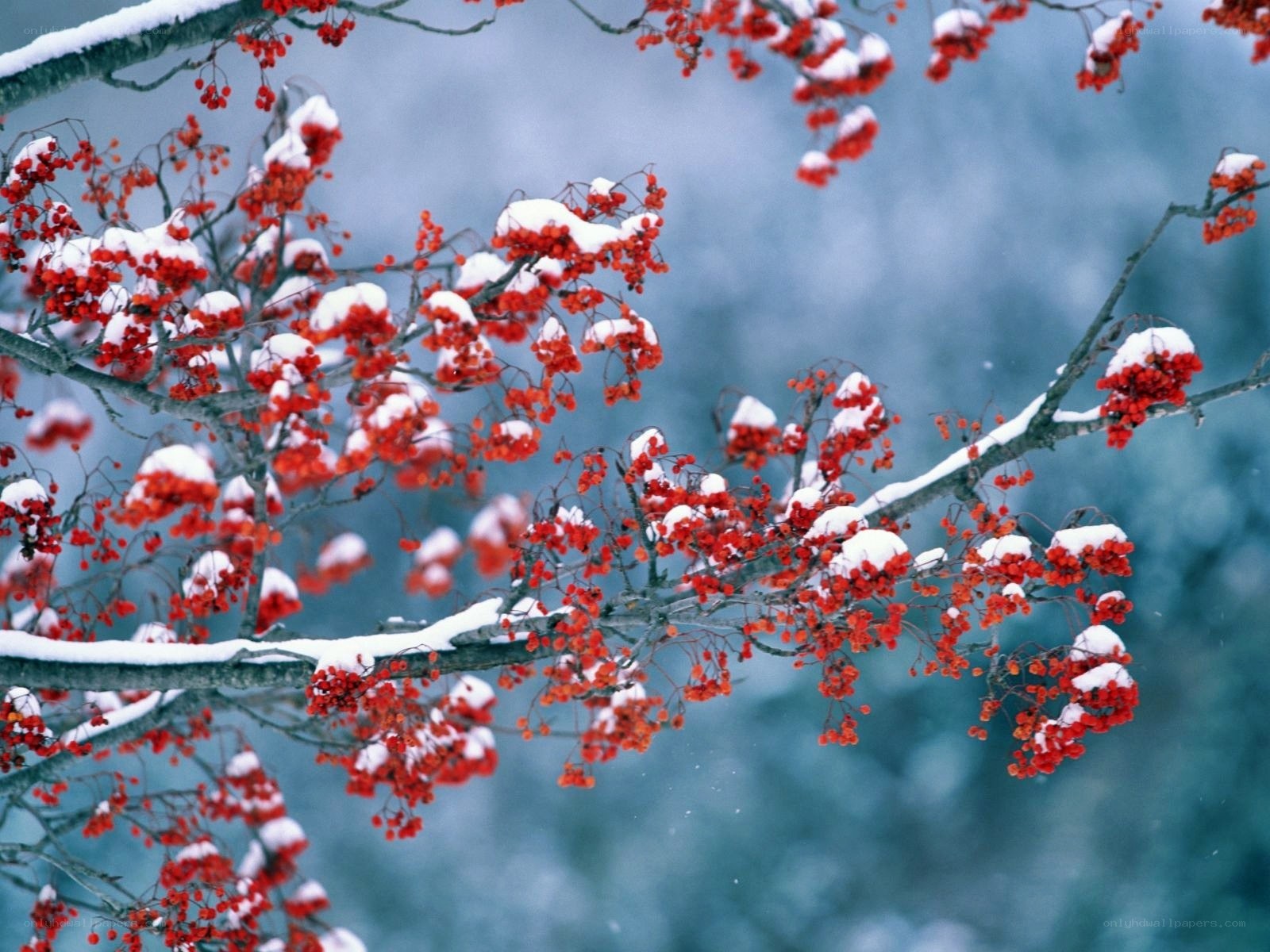 Red berries in winter snow