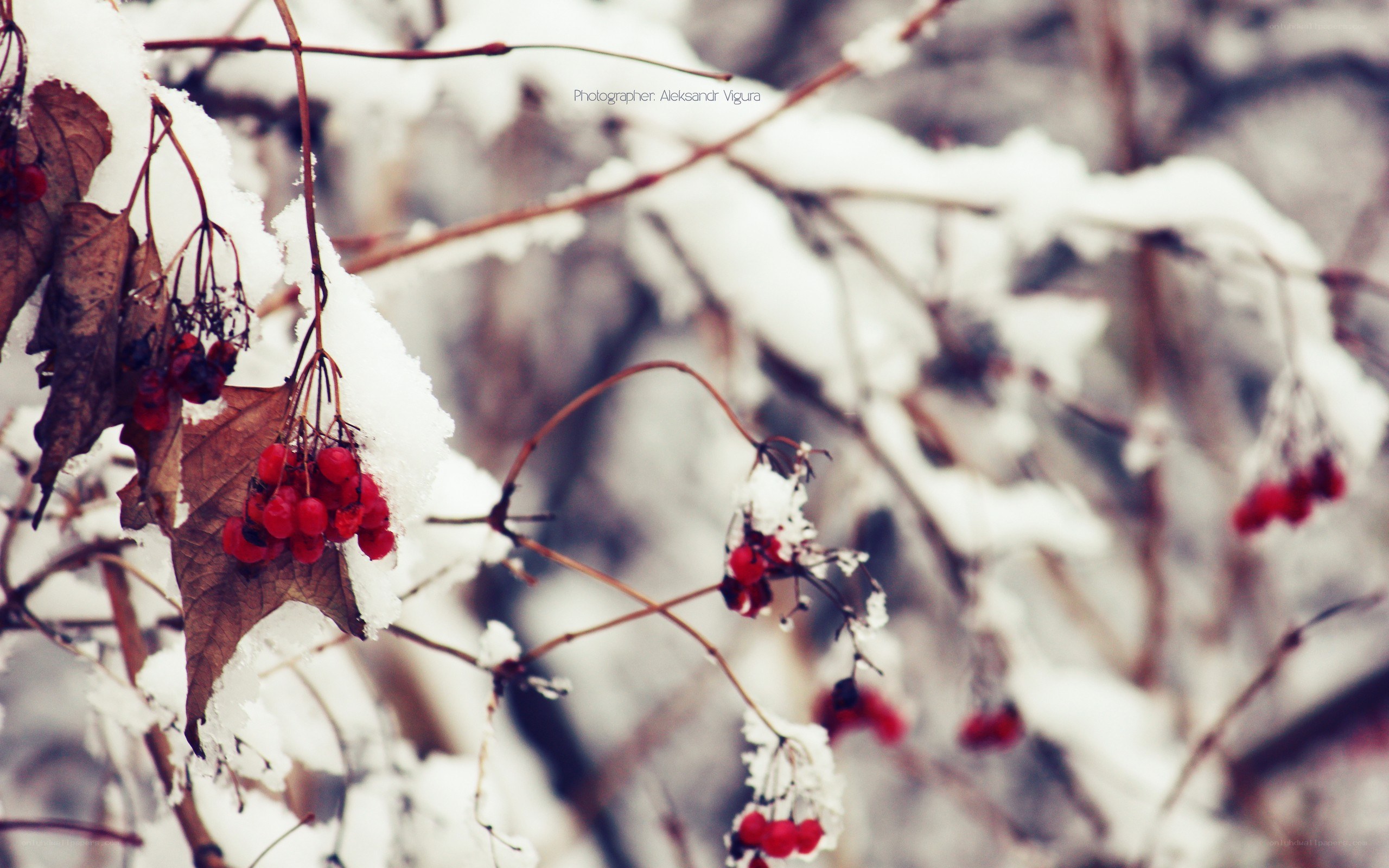 Red berries in winter snow