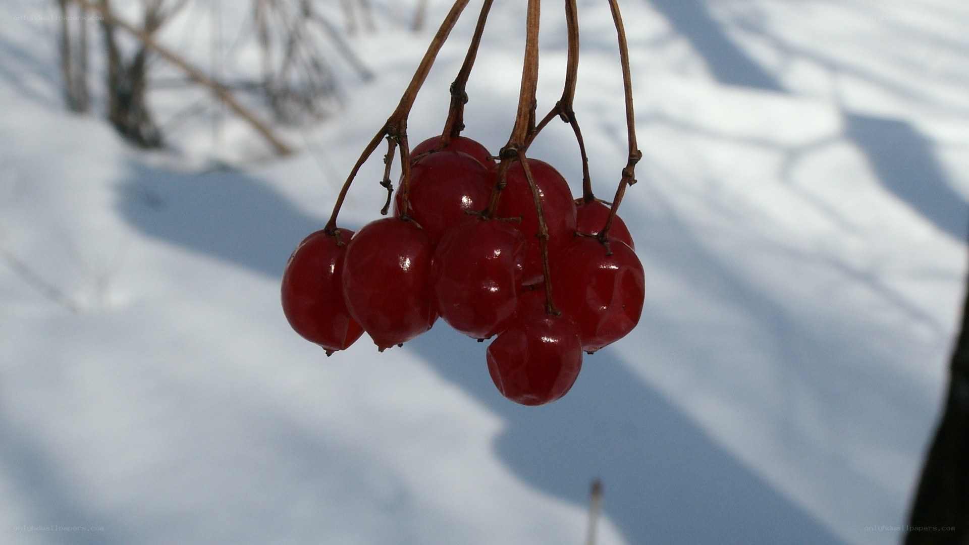 Red berries in winter snow