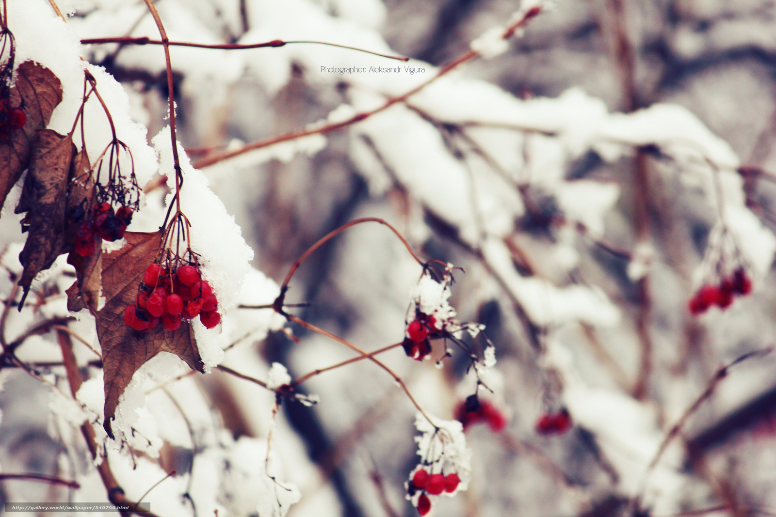Red berries in winter snow