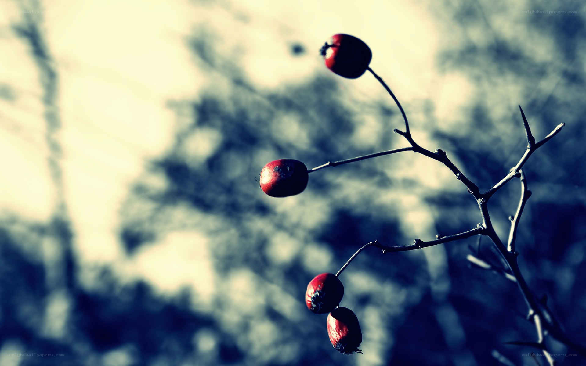 Red berries on a bare branch