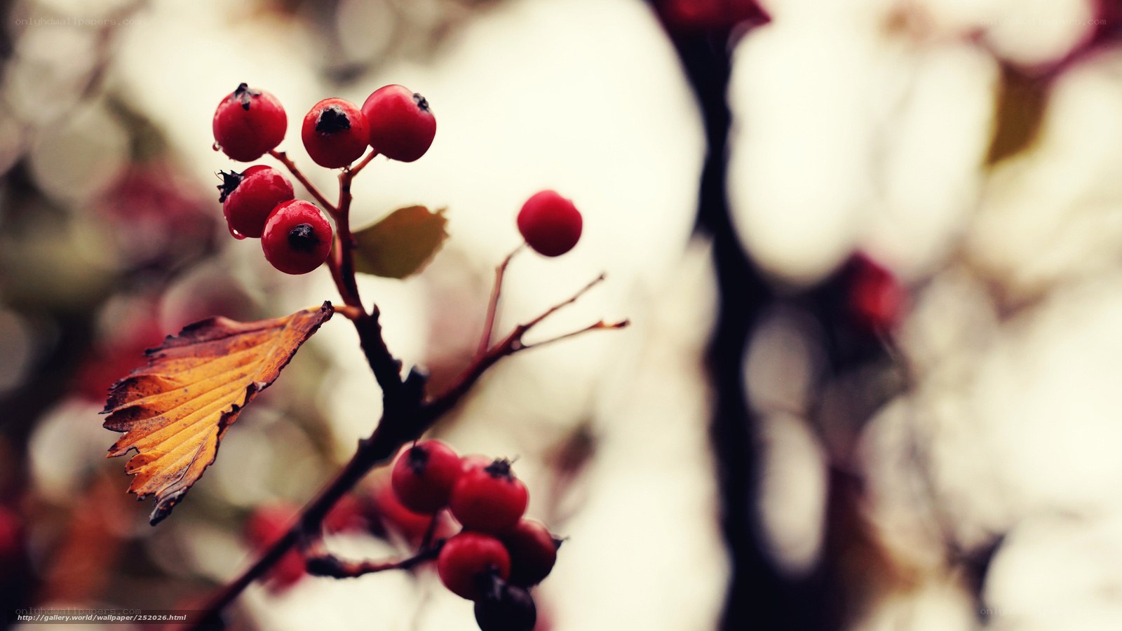 Red berries on a branch
