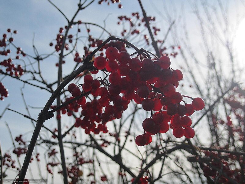 Red berries on a branch