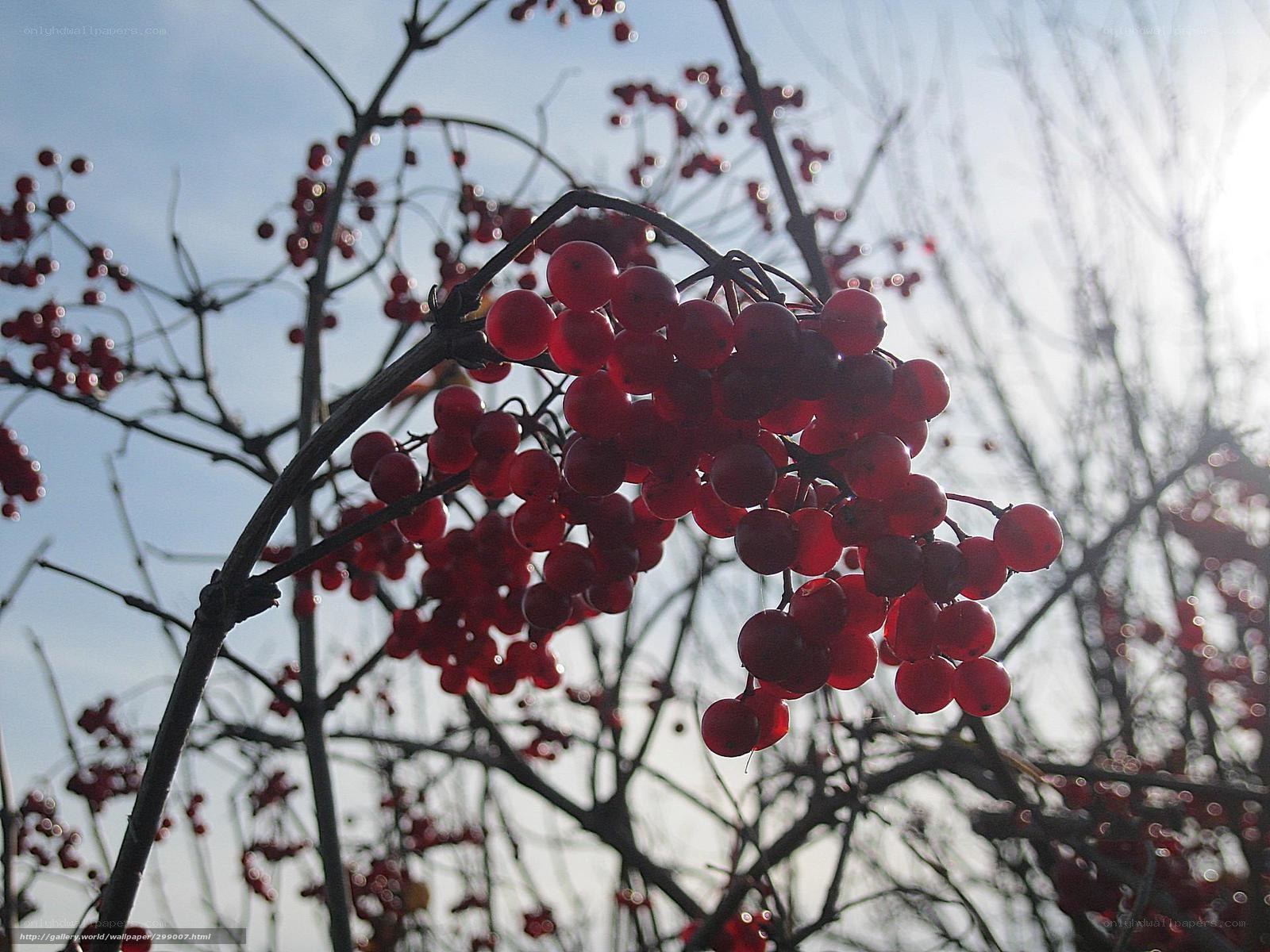 Red berries on a branch