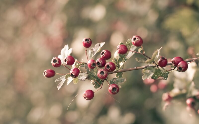 Red berries on a branch