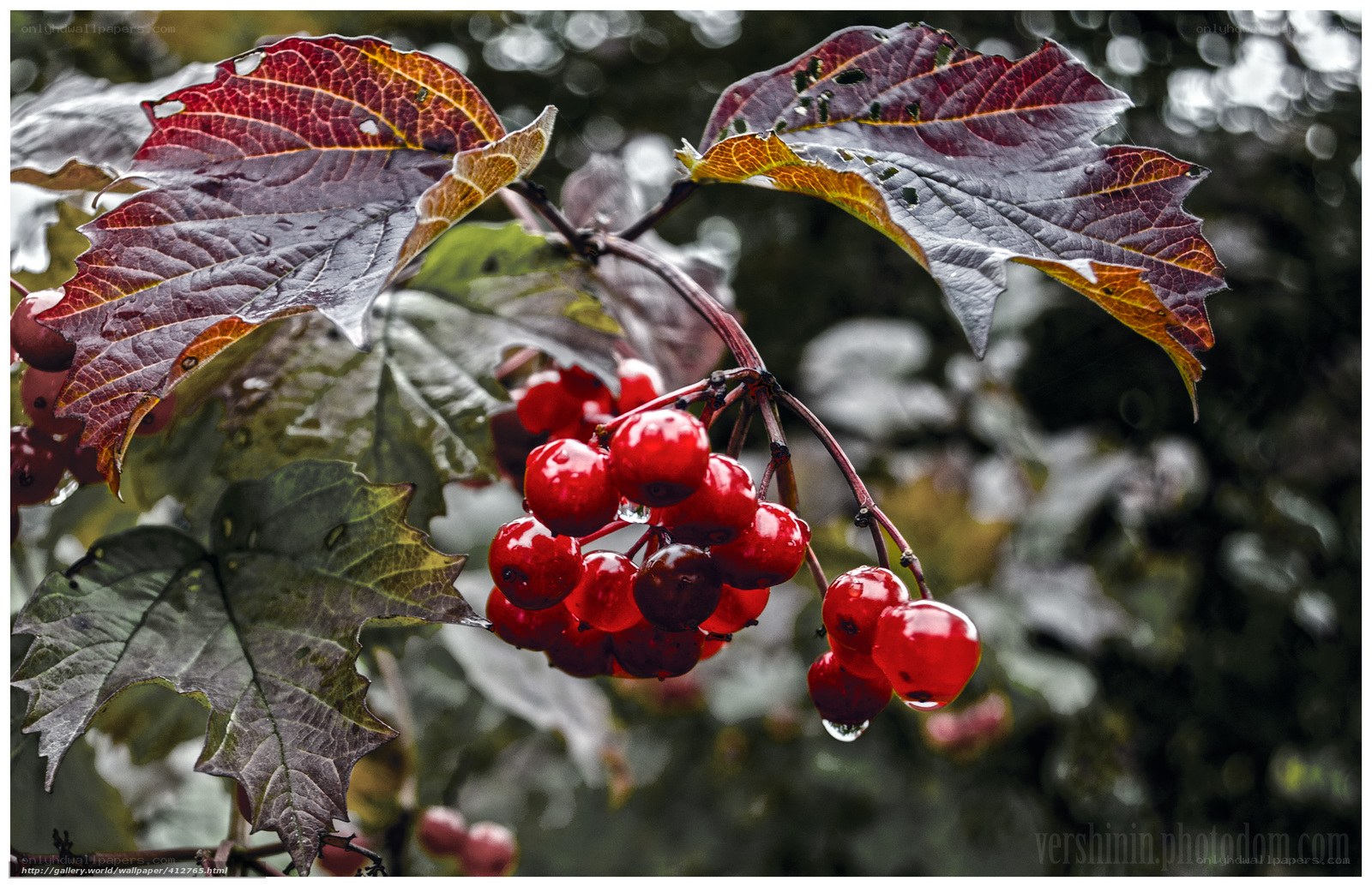 Red berries on a branch