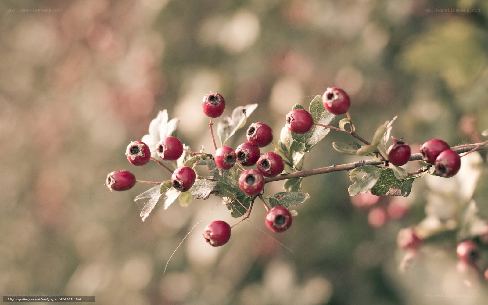 Red berries on a branch