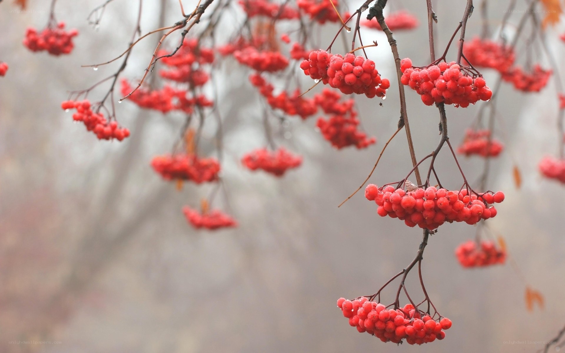 Red berries on a branch