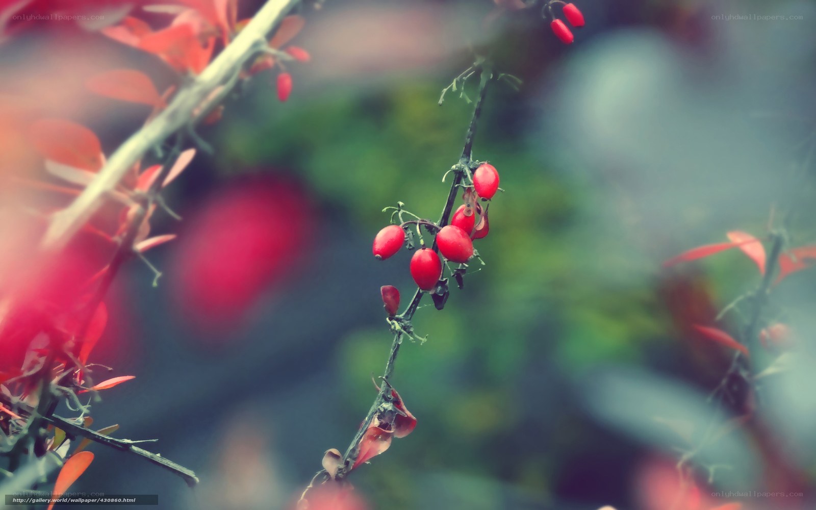 Red berries on a branch