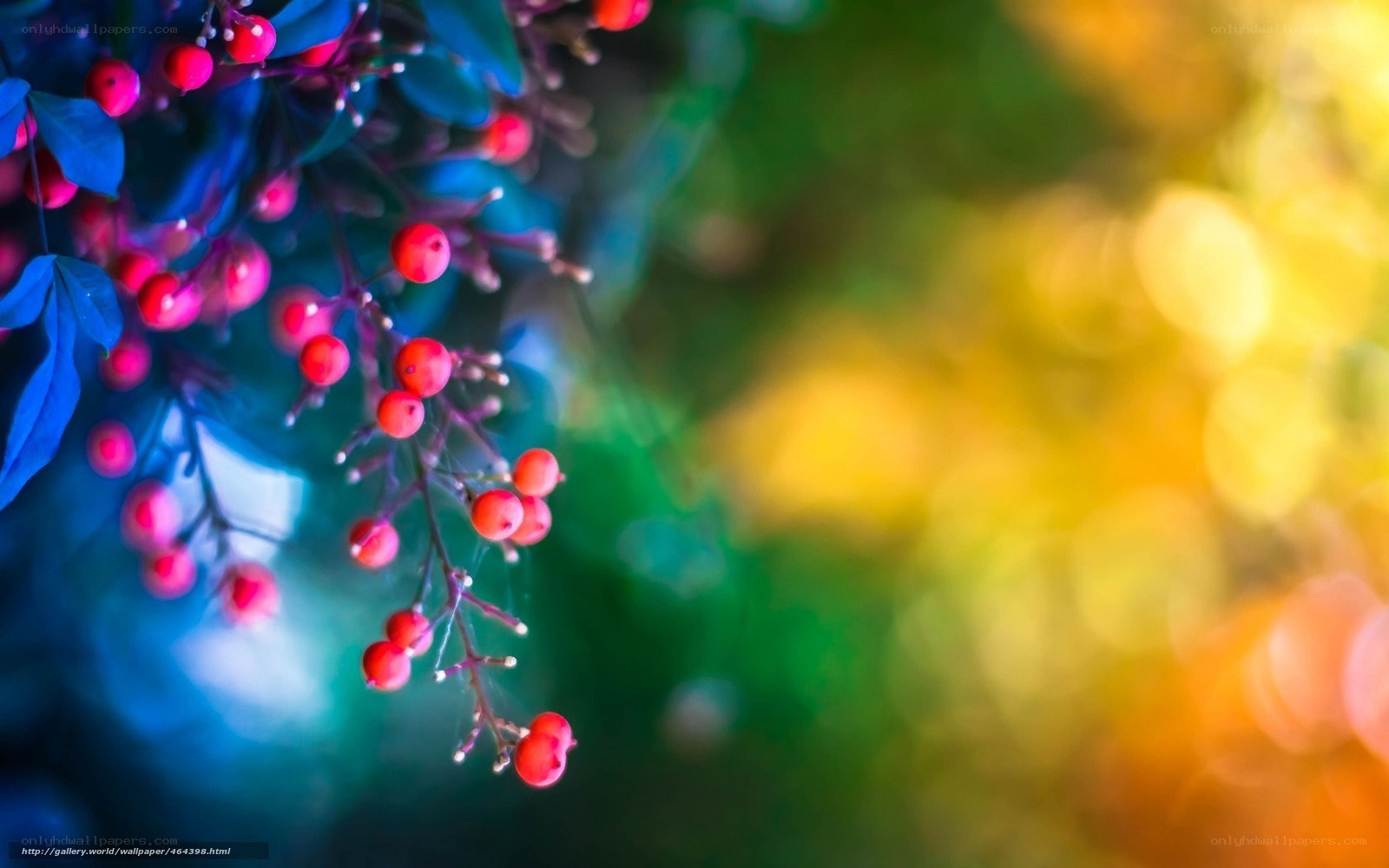 Red berries on a branch