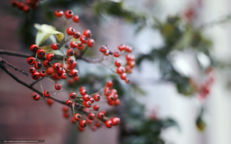 Red berries on a branch