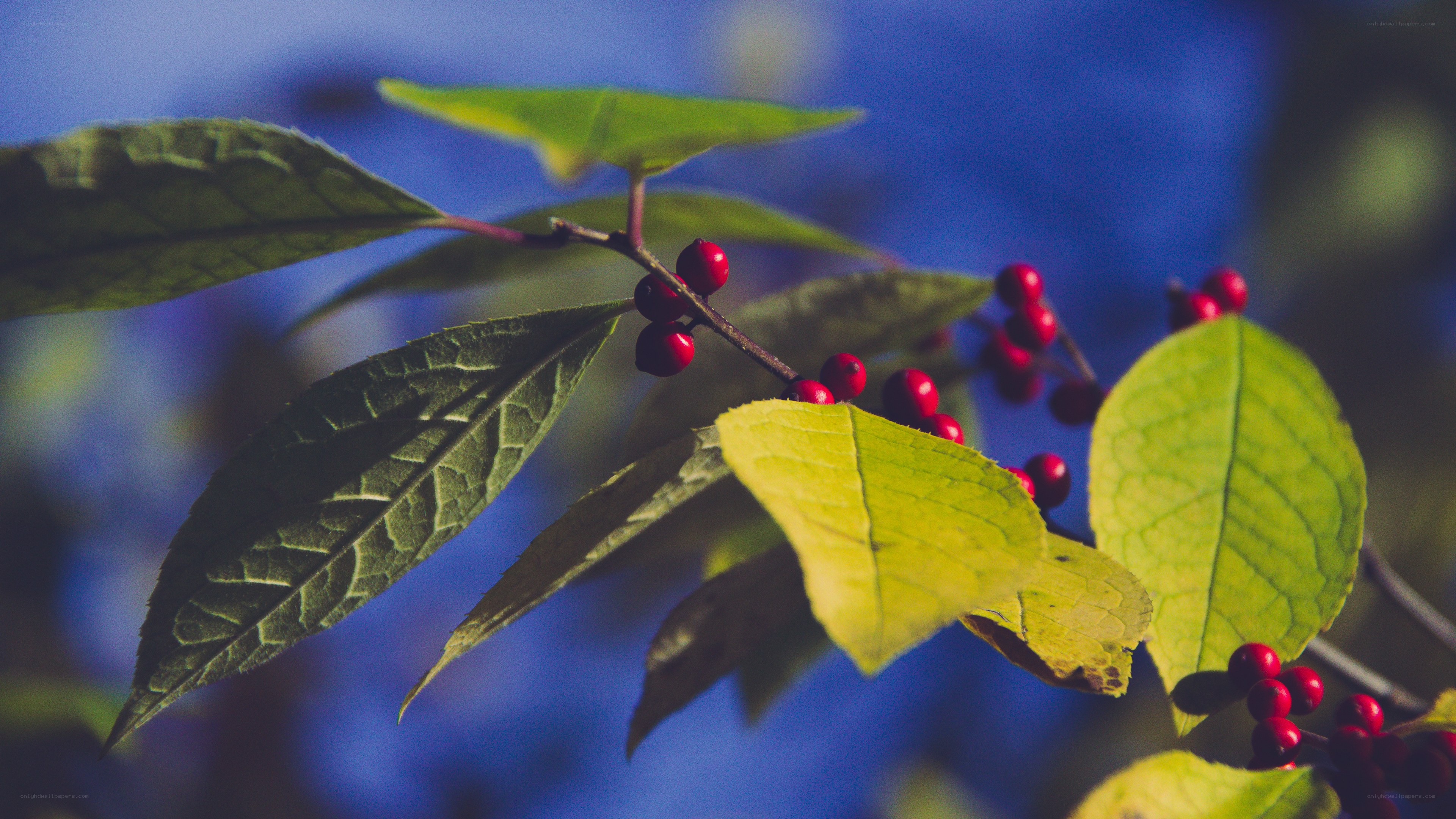 Red berries on a branch