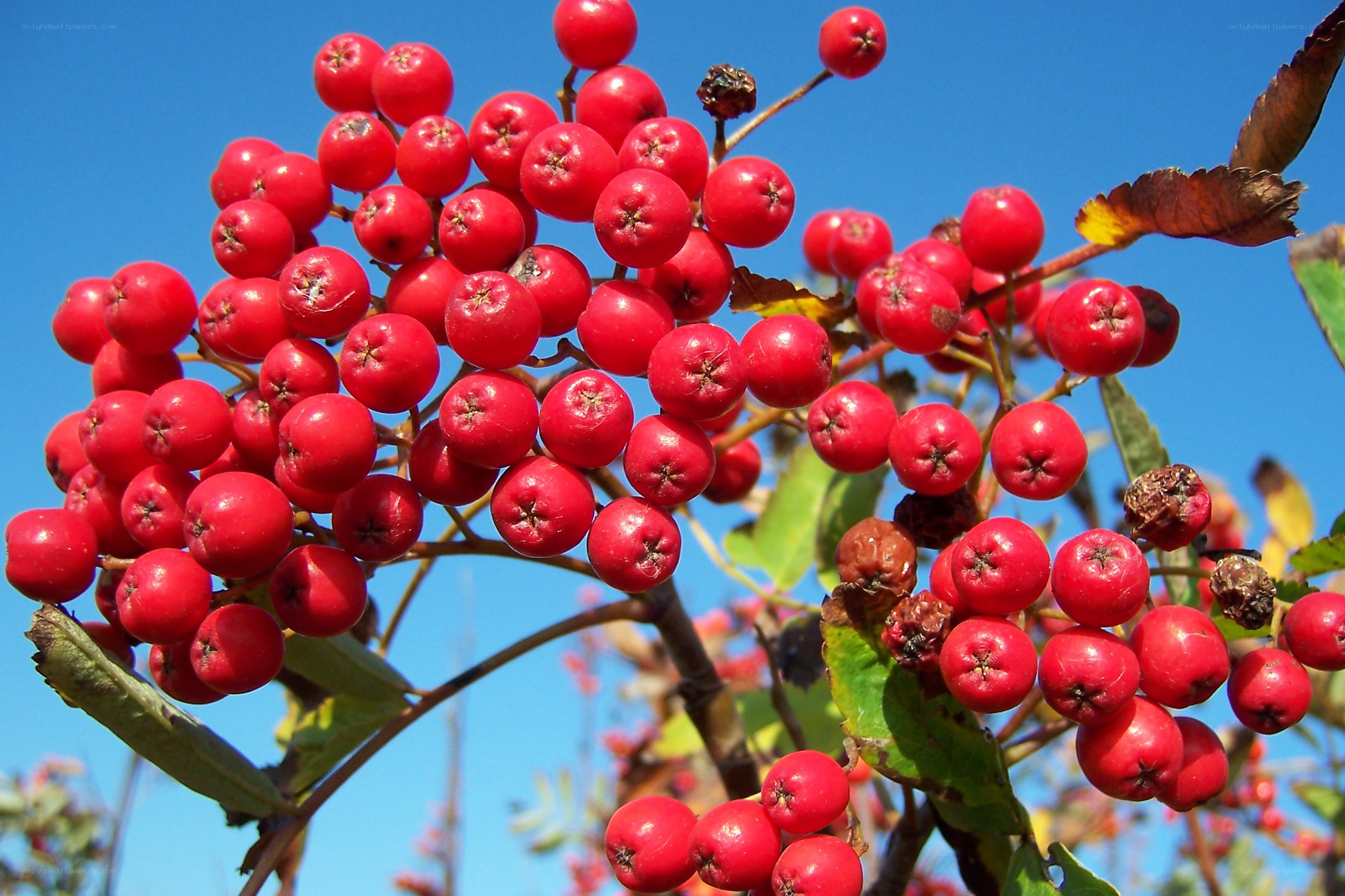 Red berries on a branch