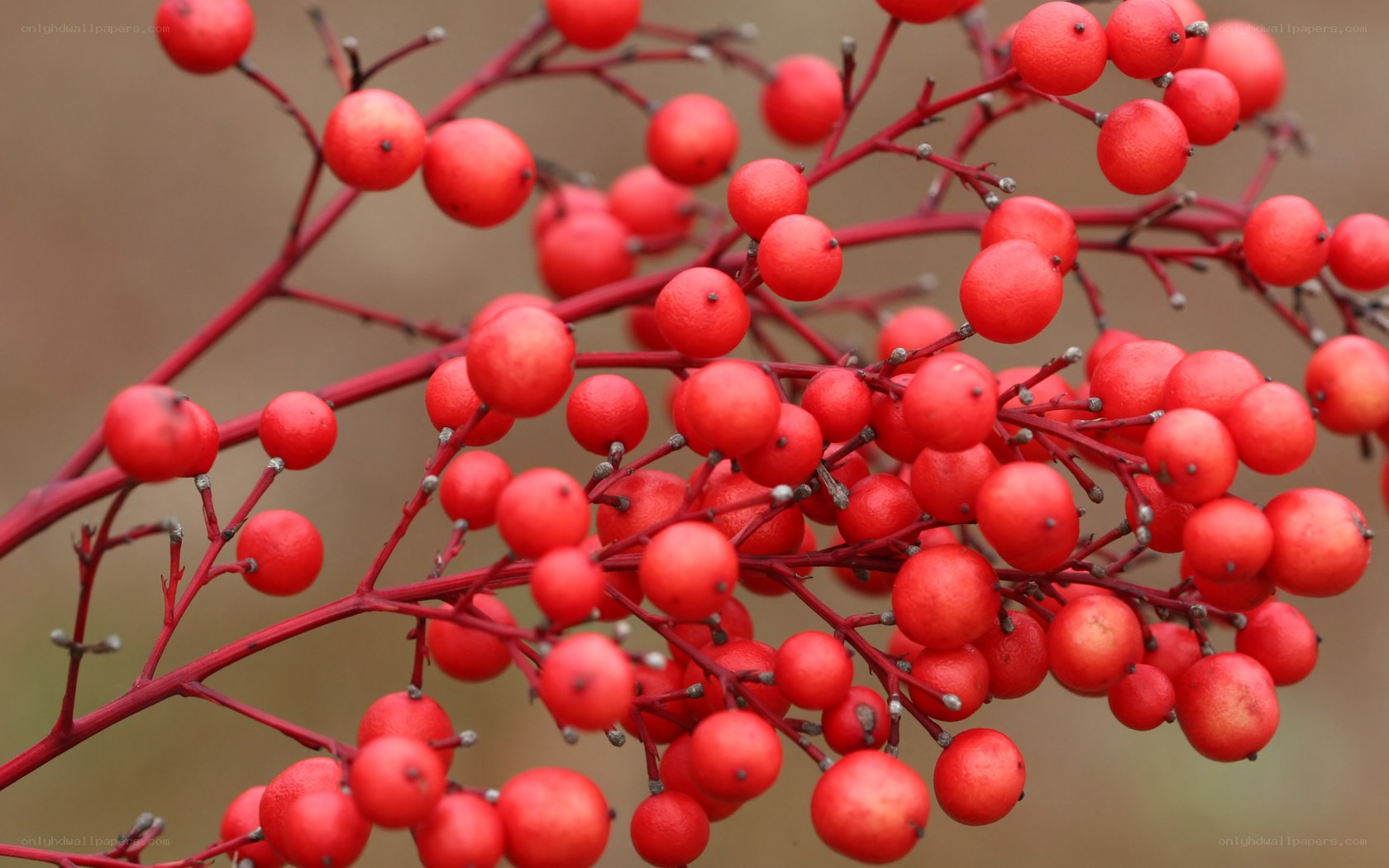 Red berries on a branch
