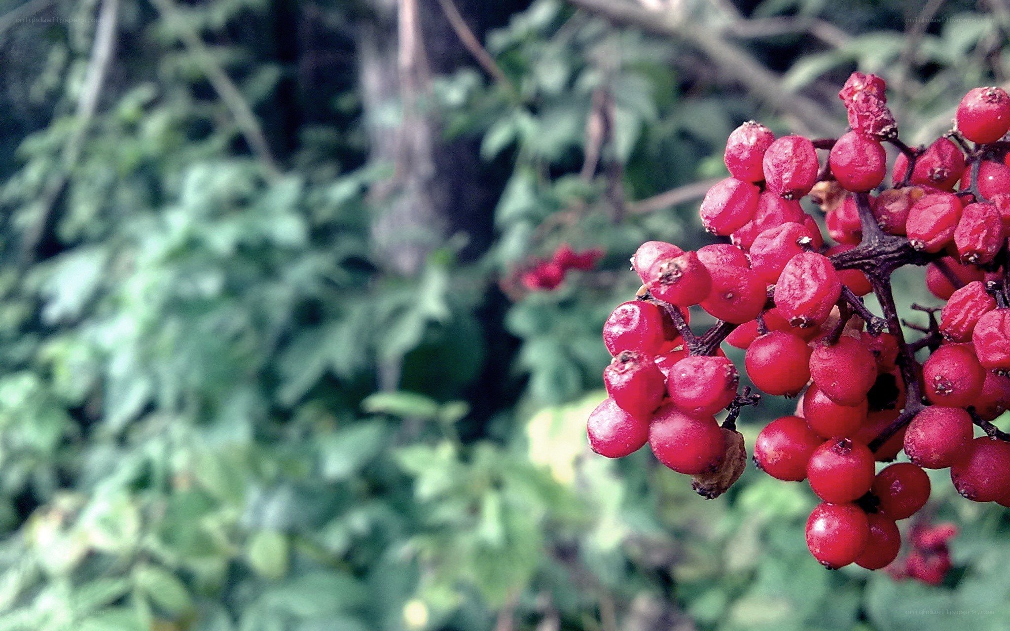 red berries on a branch